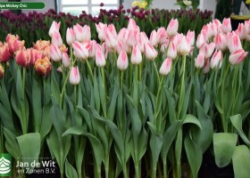 Tulipa Mickey Chic ® (2)